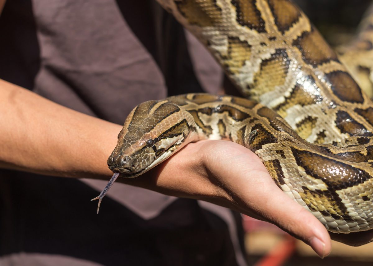 Burmese python,python molurus, python bivittatus let out tongue from the mouth in hand.