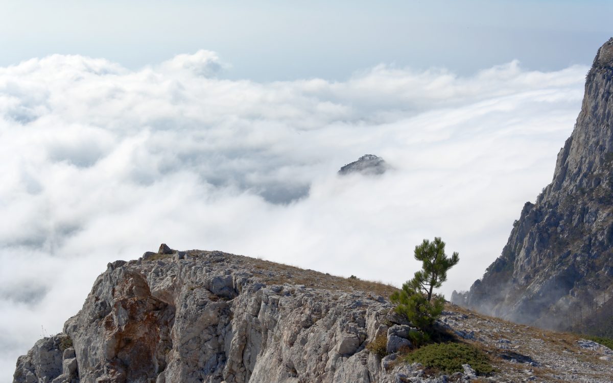 pine on a rock in the clouds. Crimea, Ukraine.